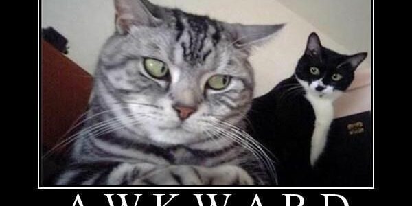 Kitties Funny Cat Memes Memes Humor Funny Cute Awkward Funny Funny