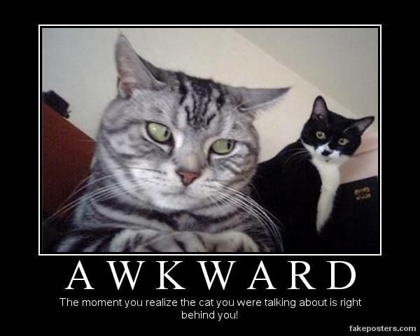 Kitties Funny Cat Memes Memes Humor Funny Cute Awkward Funny Funny